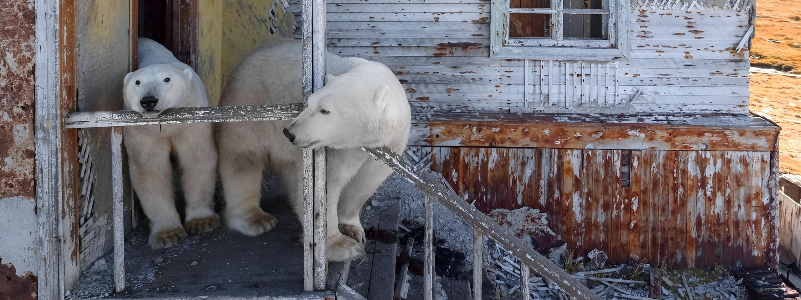 Кадры с белыми медведями Чукотки попали в «Фото месяца» Associated Press, а их автор Вадим Махоров показал еще больше красот региона