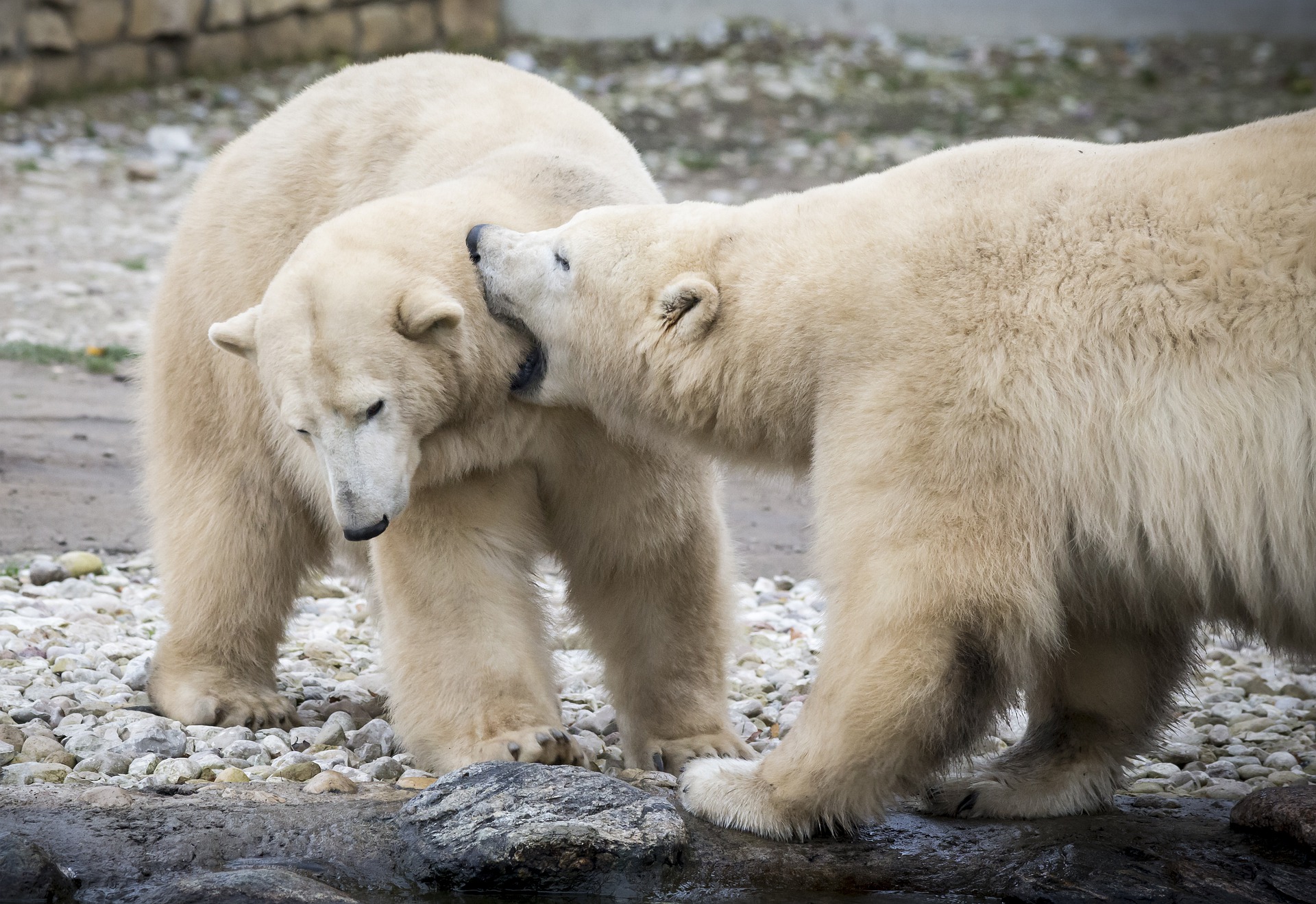 Арктика сегодня: микроорганизмы против загрязнения, чистая вода для Архангельска и медвежье здоровье