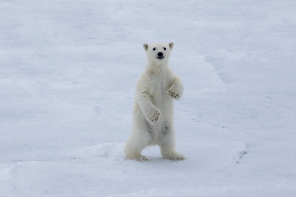 Новости Чукотки: день инуитов, подписание соглашений о защите белых медведей и разработке месторождения золота