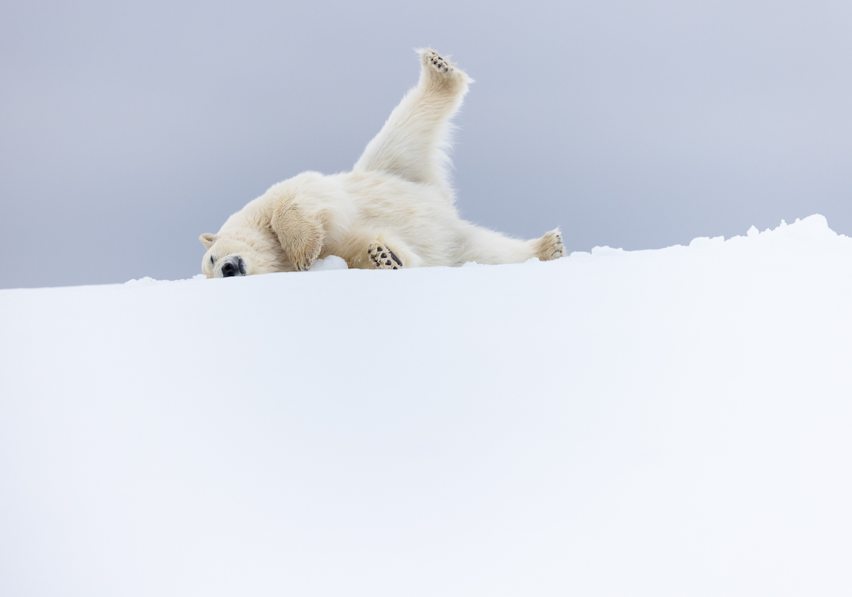 Объявлены победители конкурса «Фотограф природы года 2025» – кадры с горностаями, китами, медведями, ракушками и льдами
