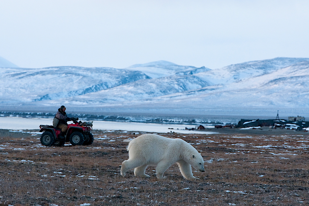 «Медвежьи патрули», обеспечивающие безопасность при встречах с белыми медведями, в 2025 году не допустили ни одного несчастного случая
