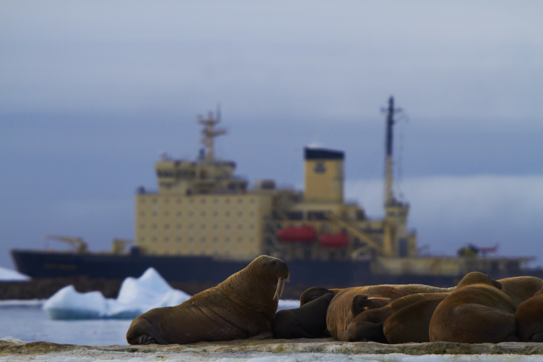Арктика сегодня. «Норникель» наращивает объем перевозок по Севморпути