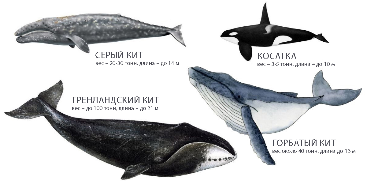 19 февраля – Всемирный день защиты морских млекопитающих или Всемирный день китов 