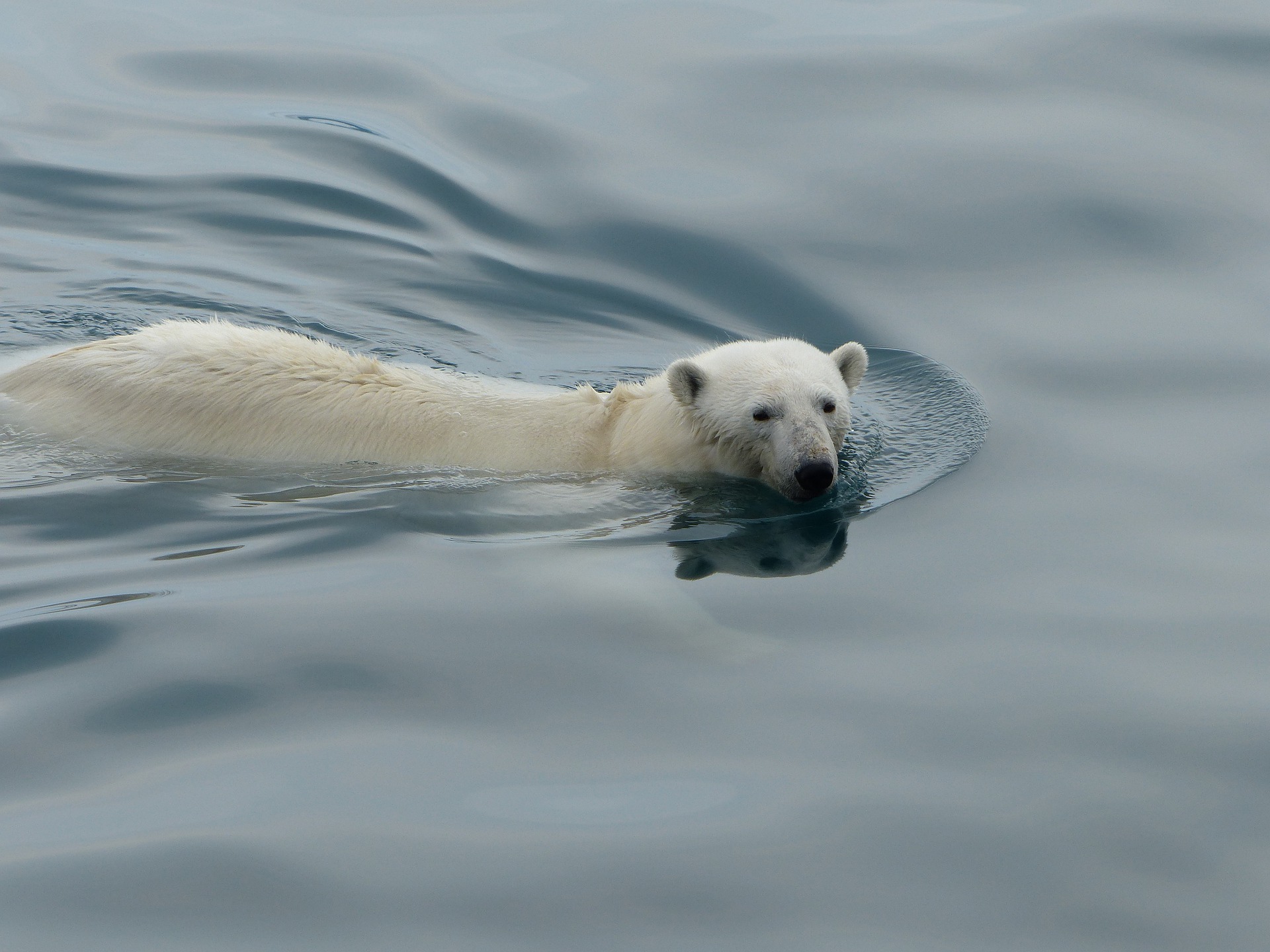 Арктика сегодня: шельф, мониторинг и заповедник для белых медведей