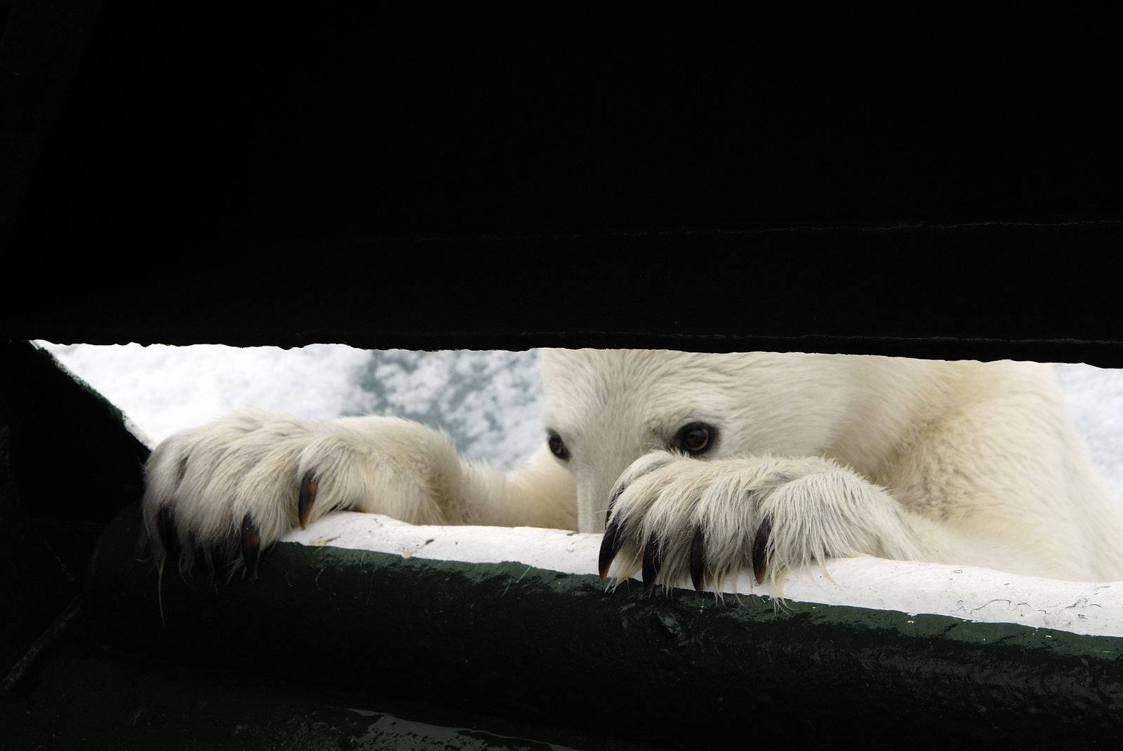 В НАО установят защиту от белых медведей