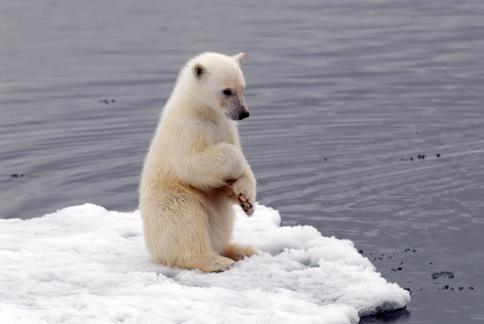Зоологи выяснили, чем опасно для белых медведей долгое полярное лето при глобальном потеплении 
