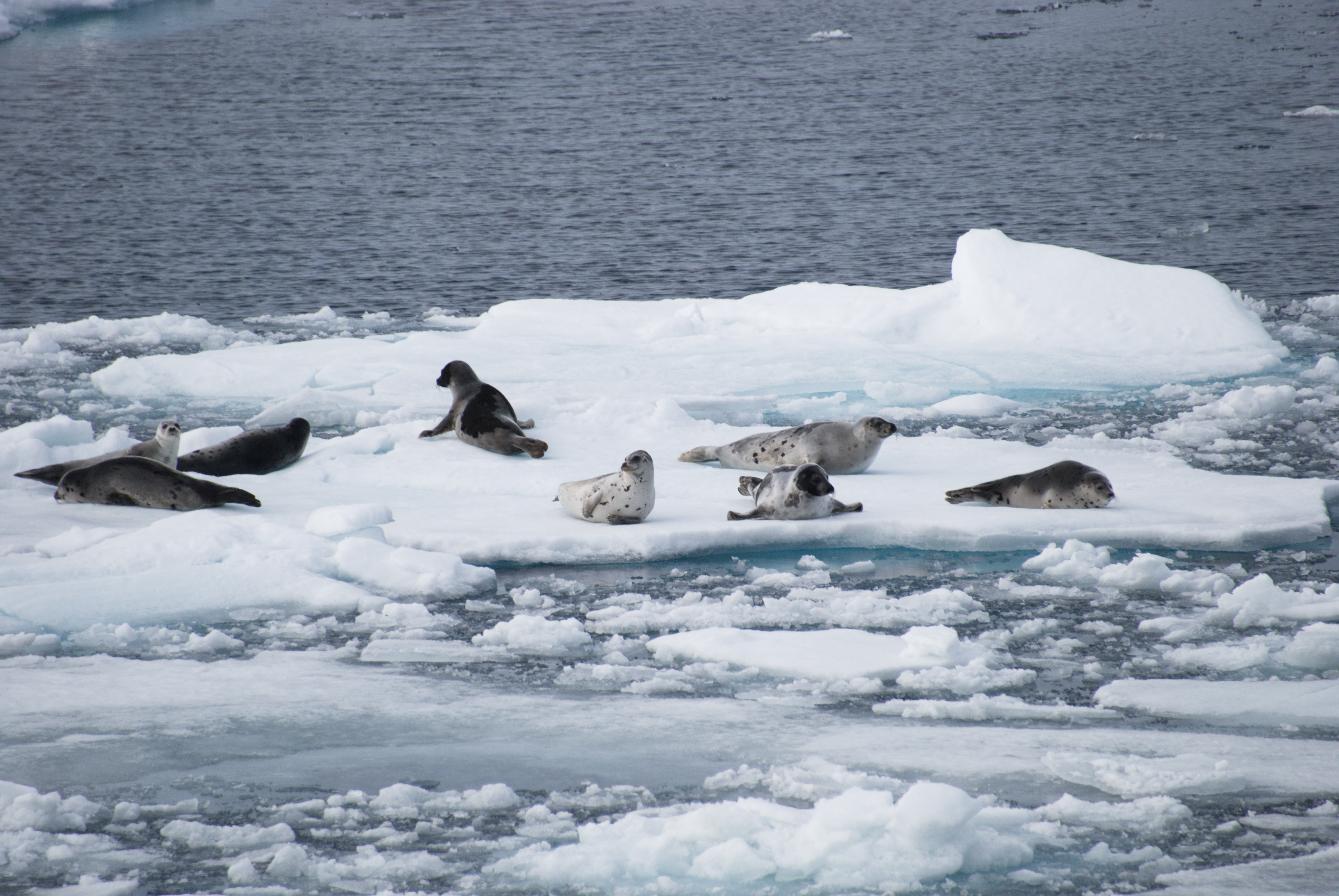 "Арктические амфибии" - моржи и тюлени