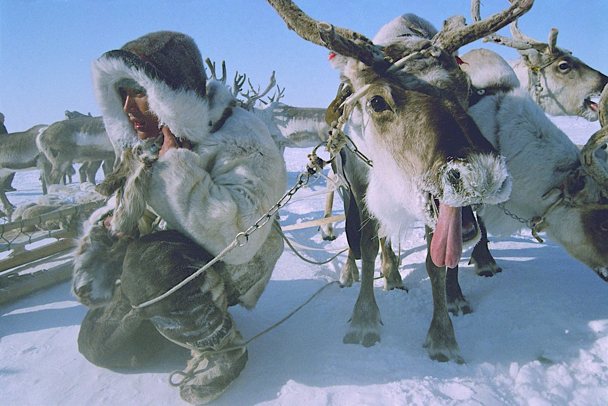 «Оленеводство – это не работа, а образ жизни»: как президент Национального союза оленеводов России видит развитие отрасли