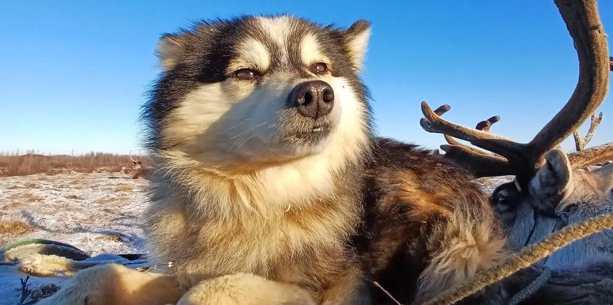 Объявлены победители блиц-фотоконкурса «Природа и люди севера Красноярского края»: настоящие, непостановочные кадры