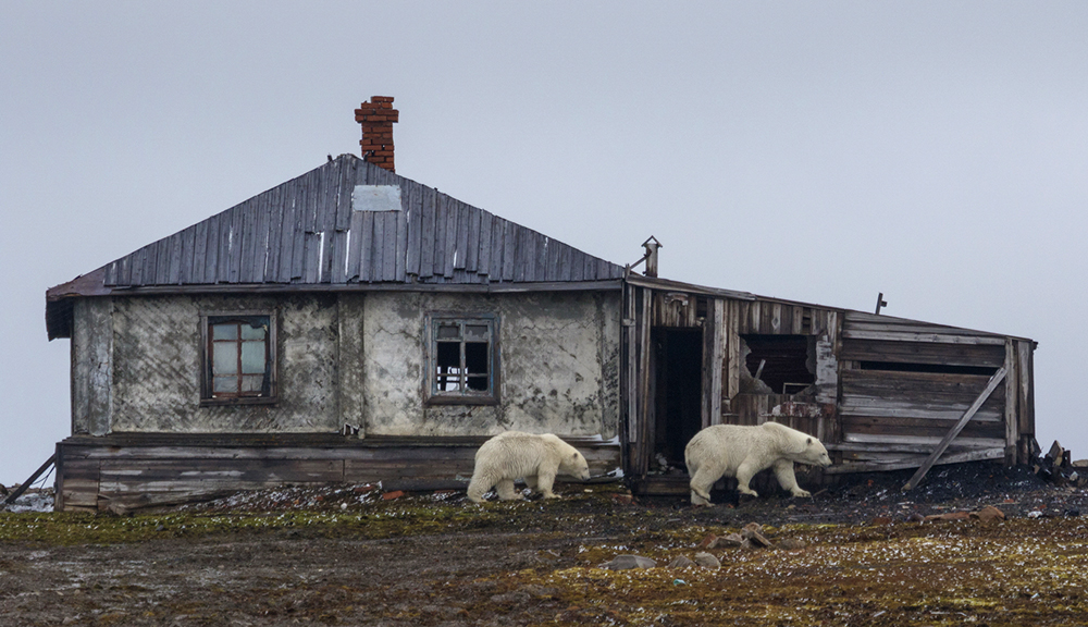 Проект «Медвежий патруль» планируется запустить в 5 регионах Арктики для защиты от опасных и охраняемых хищников