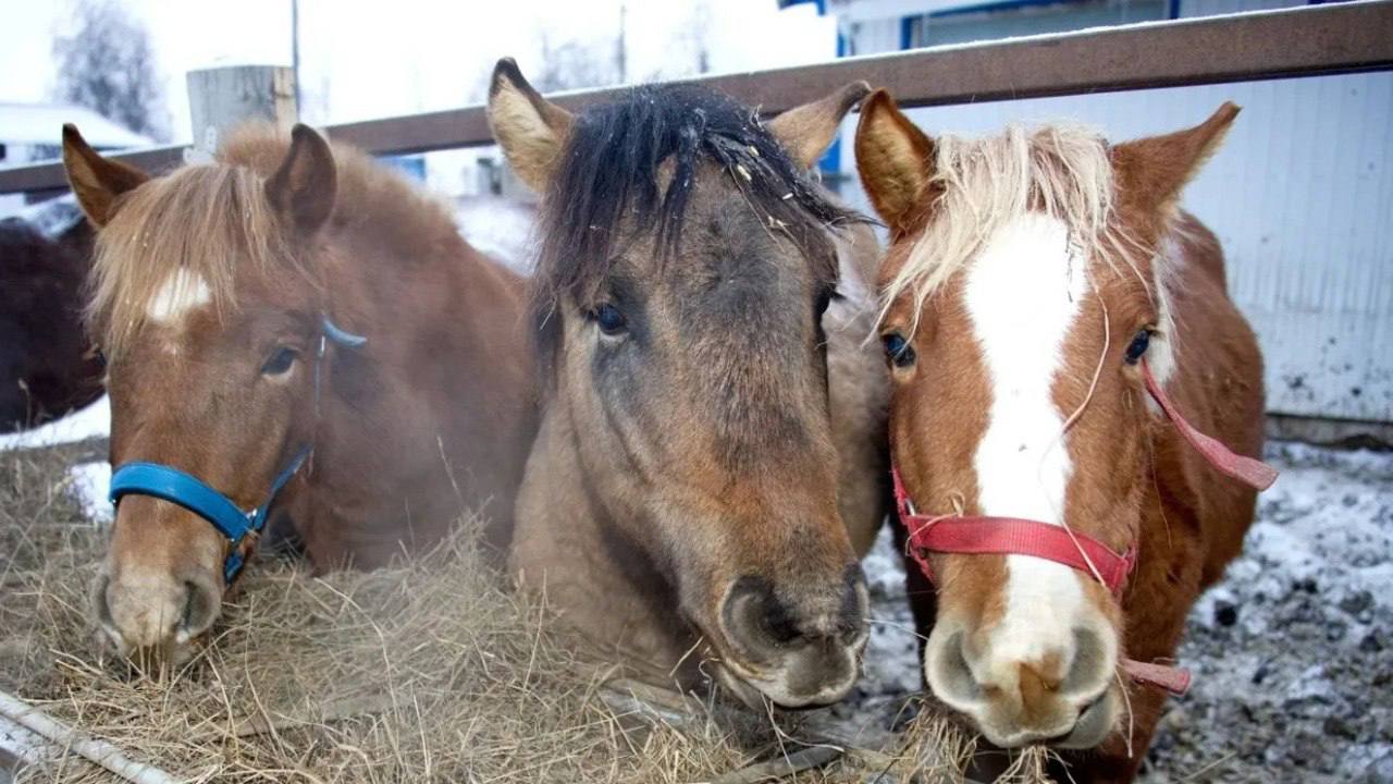 Исследование генома лошадей, селекция оленей, изучение происхождения муксуна по чешуе, рекорды заготовки оленины и другие достижения АПК ЯНАО