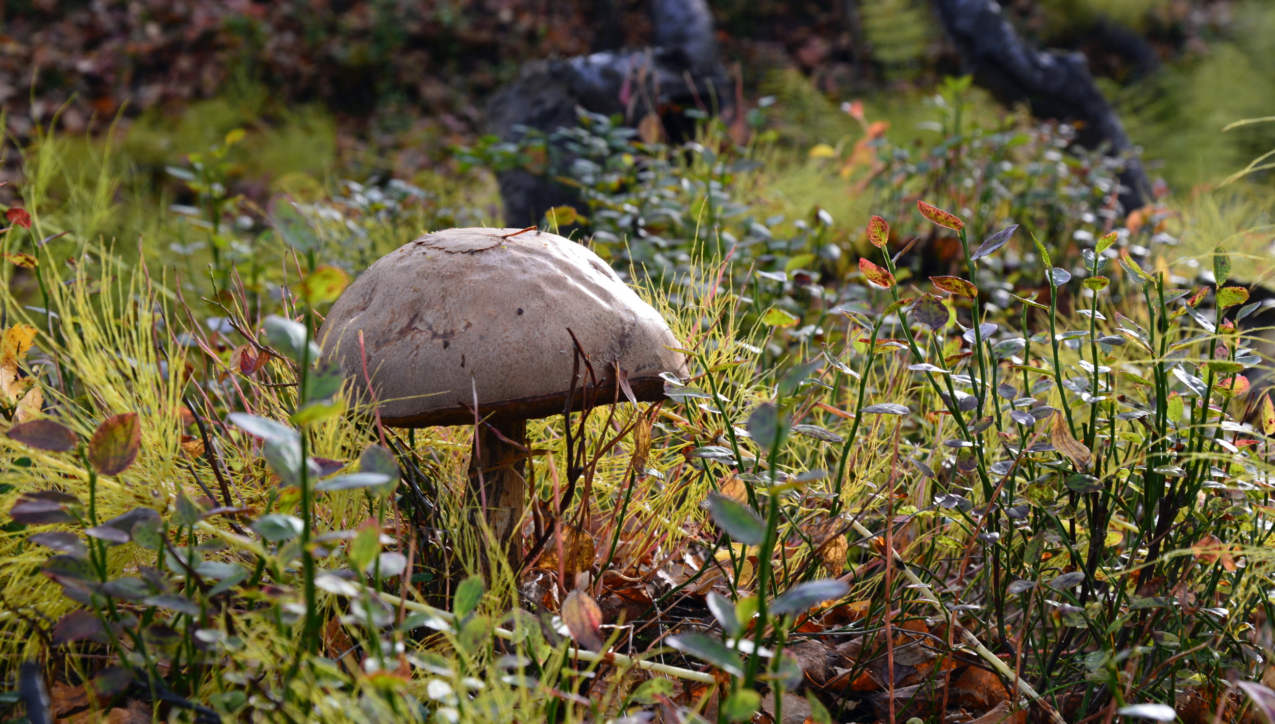 Житель Рованиеми установил рекорд – собрал за день 43 килограмма грибов