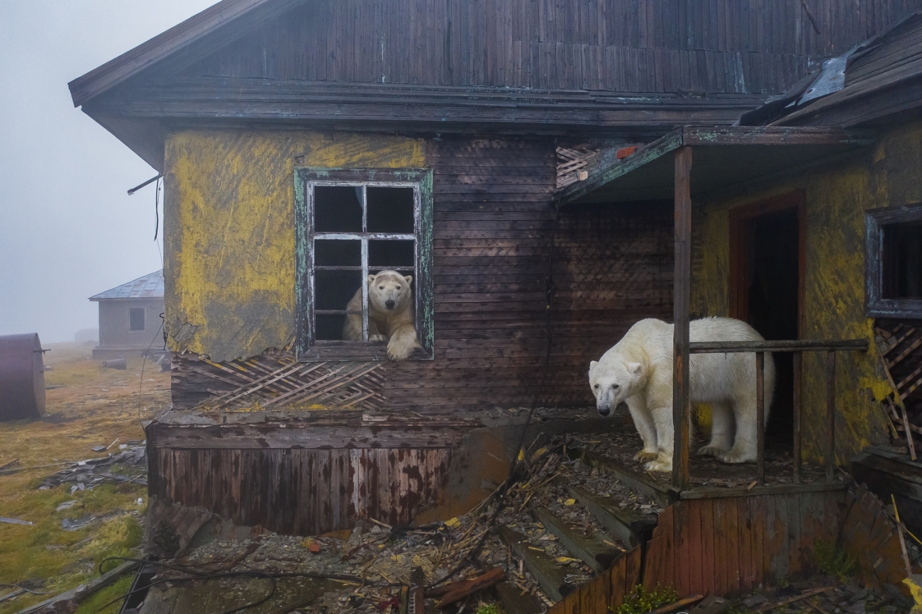 Медведи с Чукотки принесли фотографу победу на Wildlife Photographer of the  Year-2022 – GoArctic.ru – Портал о развитии Арктики