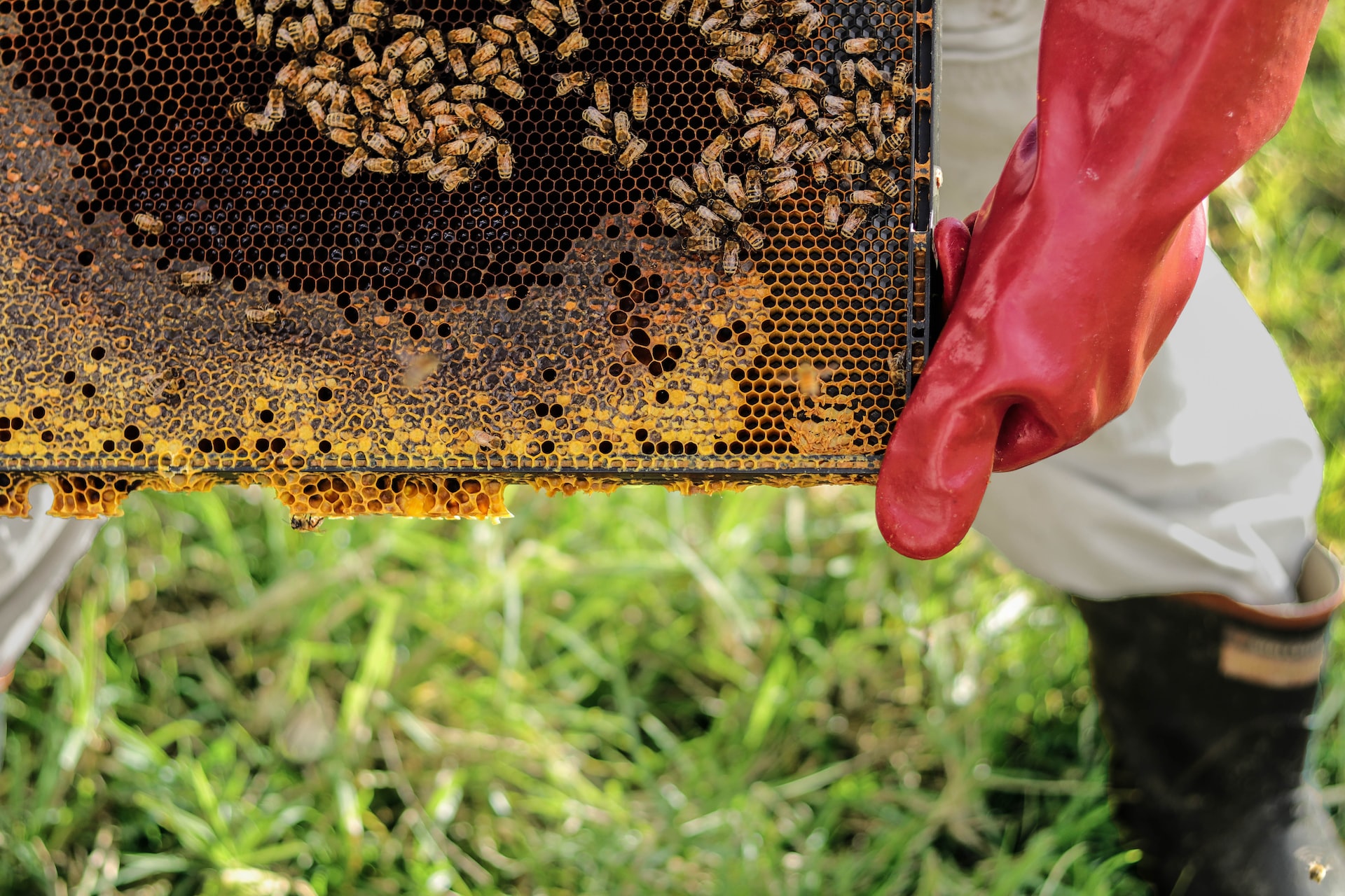 Пчеловоды финской Субарктики получили по 20-50 килограммов мёда с улья