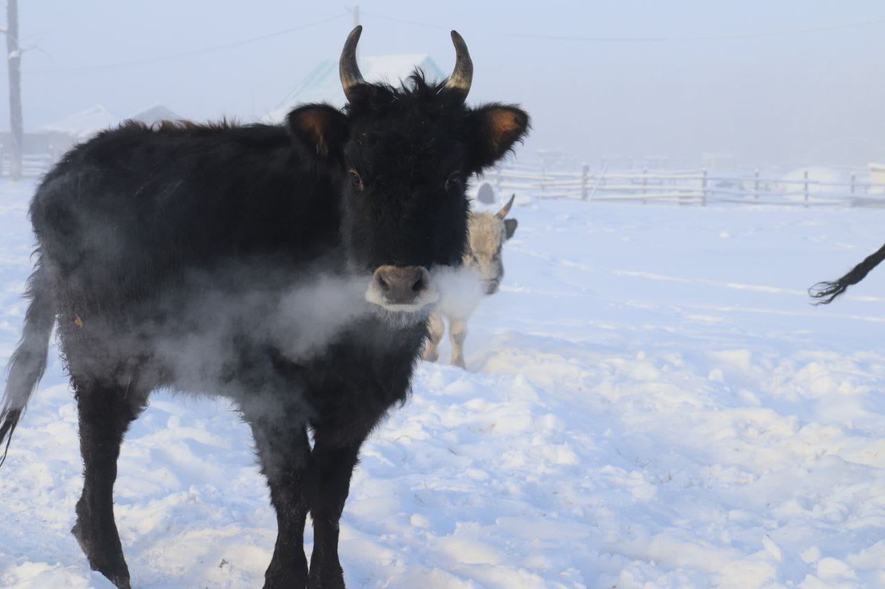 Численность породистой якутской коровы выросла на сотни голов