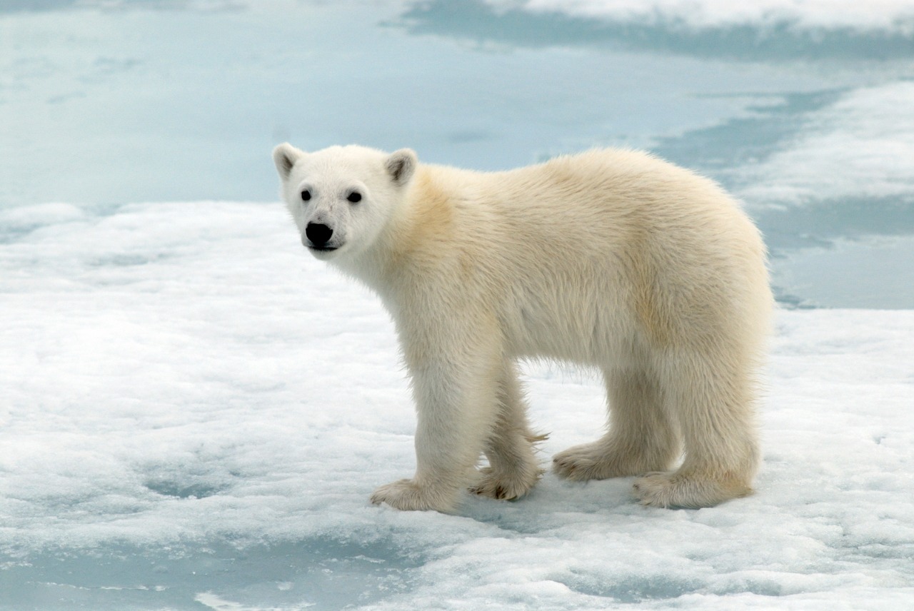 На Чукотке создан центр исследования белых медведей и китов