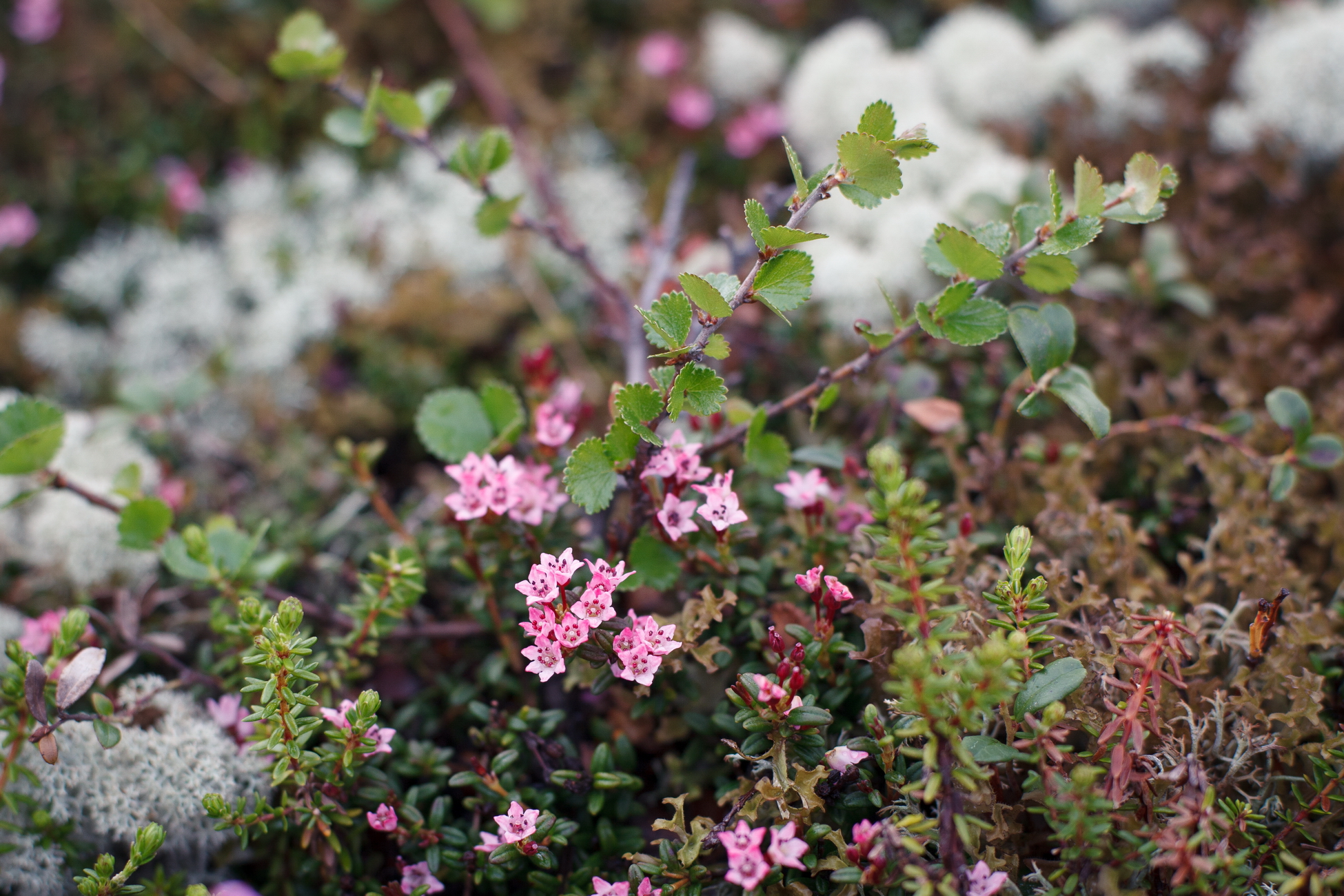 Стартовал кольский научный фотоконкурс
