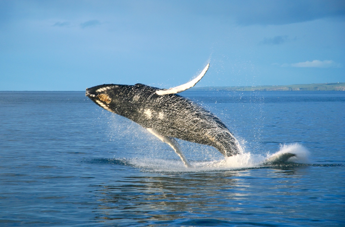 В Мурманске в 2026 году откроется центр по изучению проблем сохранения морских млекопитающих, морских и водных птиц