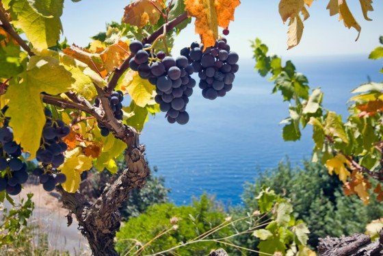 В Заполярье вырастили виноград