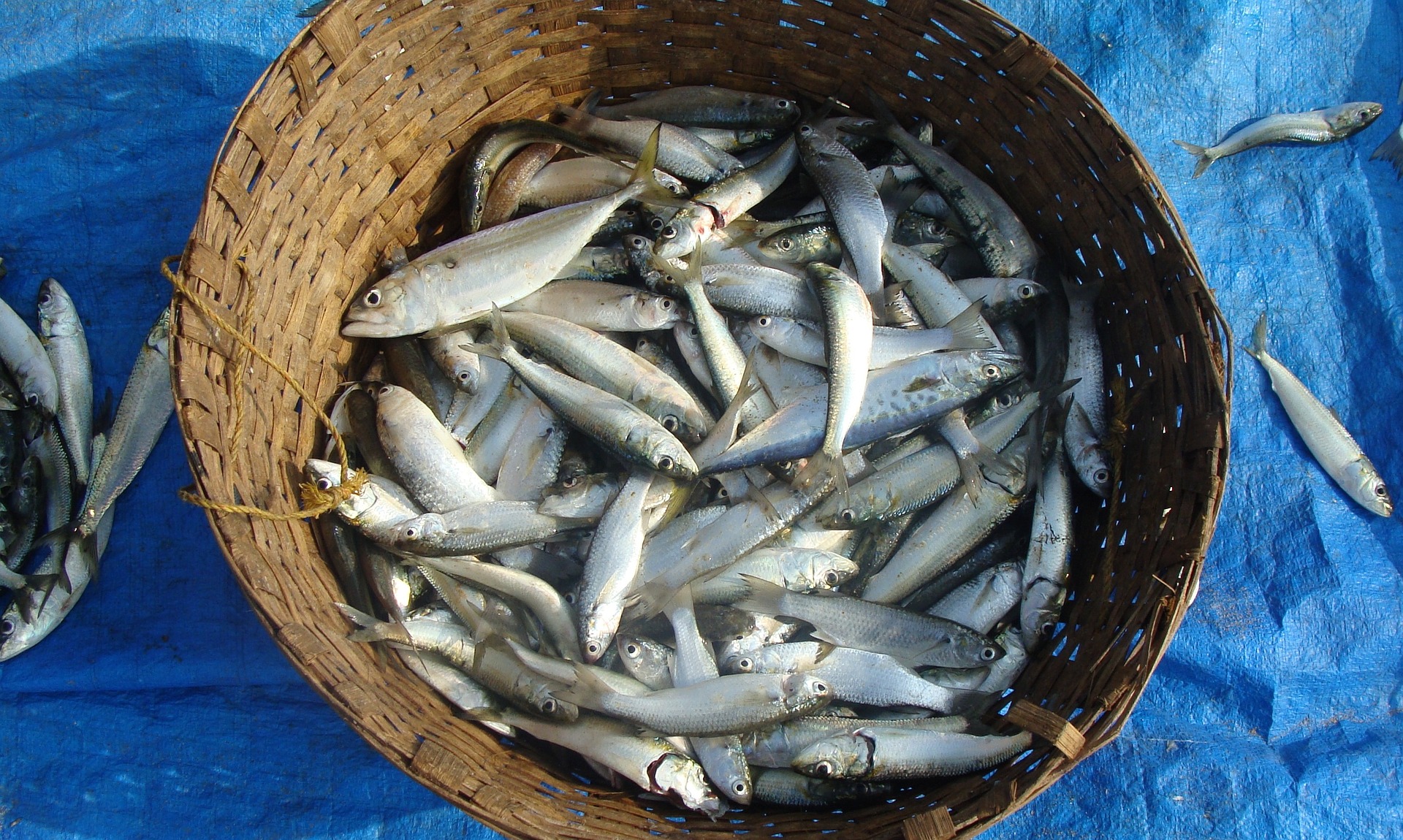 На Ямале законодательно защитят ценные виды рыб