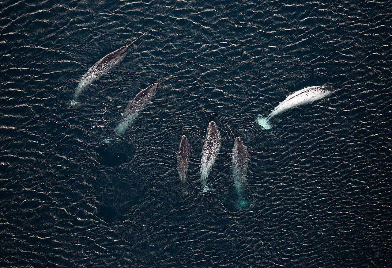 Арктические единороги – сказочные существа, которых может не стать из-за шума