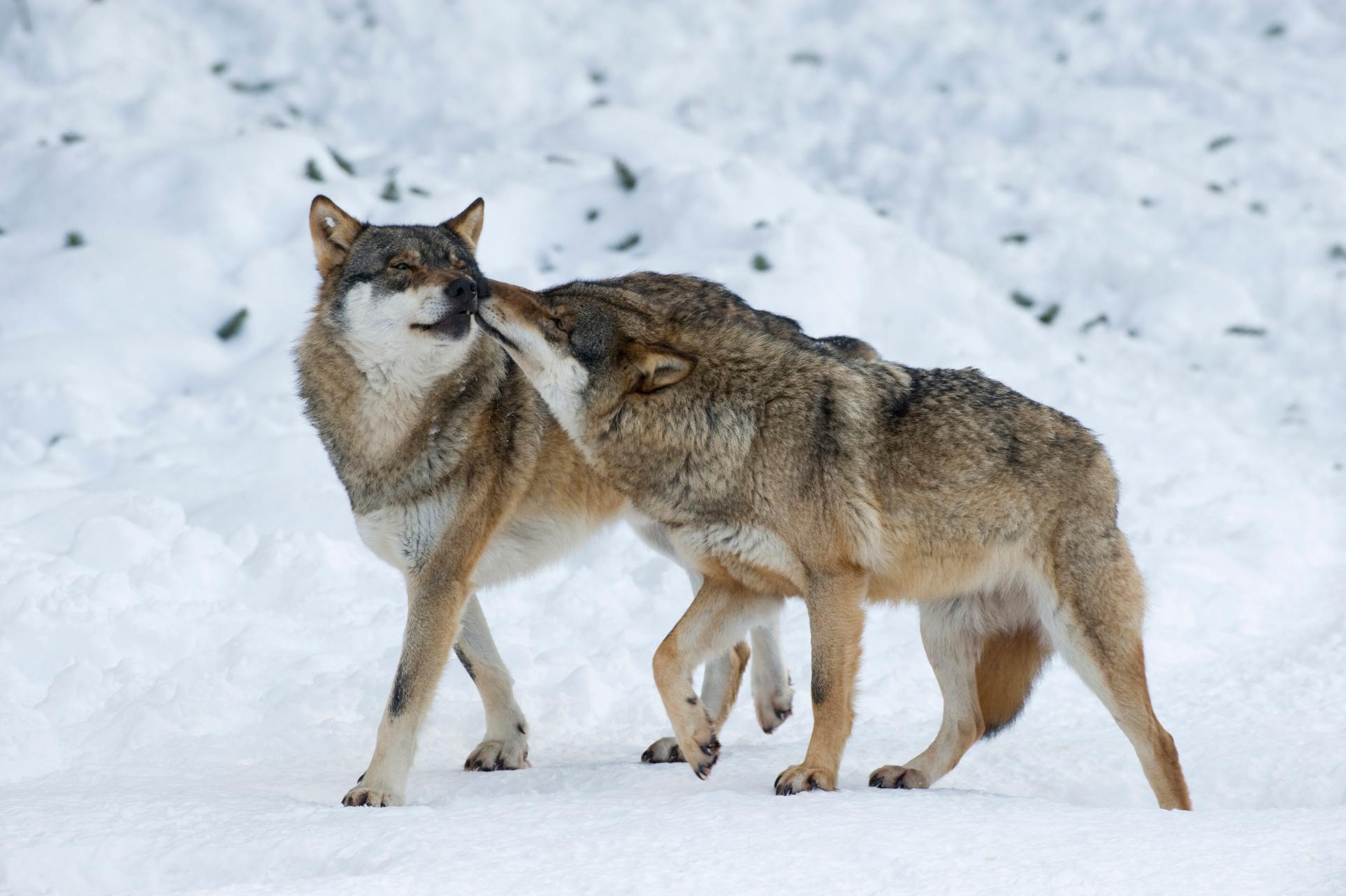 На севере Коми охотники сокращают численность волков
