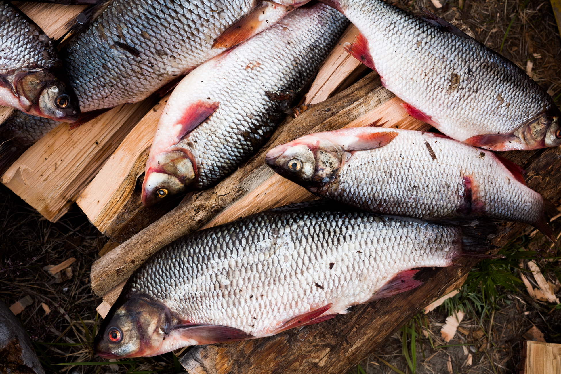 Ненцы развернули промысловый лов «черной» рыбы в Тазовской губе
