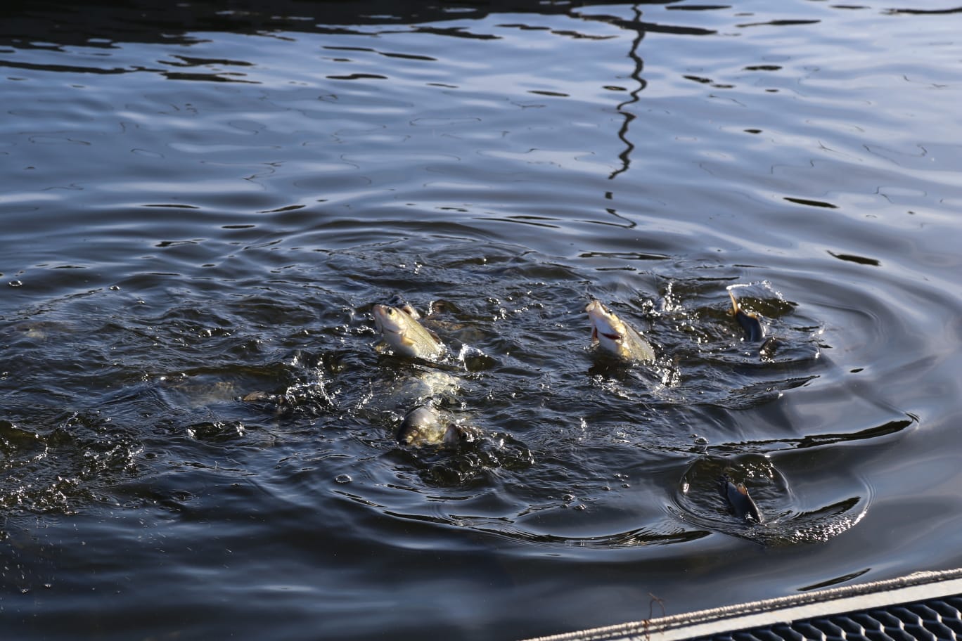 80 миллионов особей лососевых рыб выпустят в Обь-Иртышский бассейн