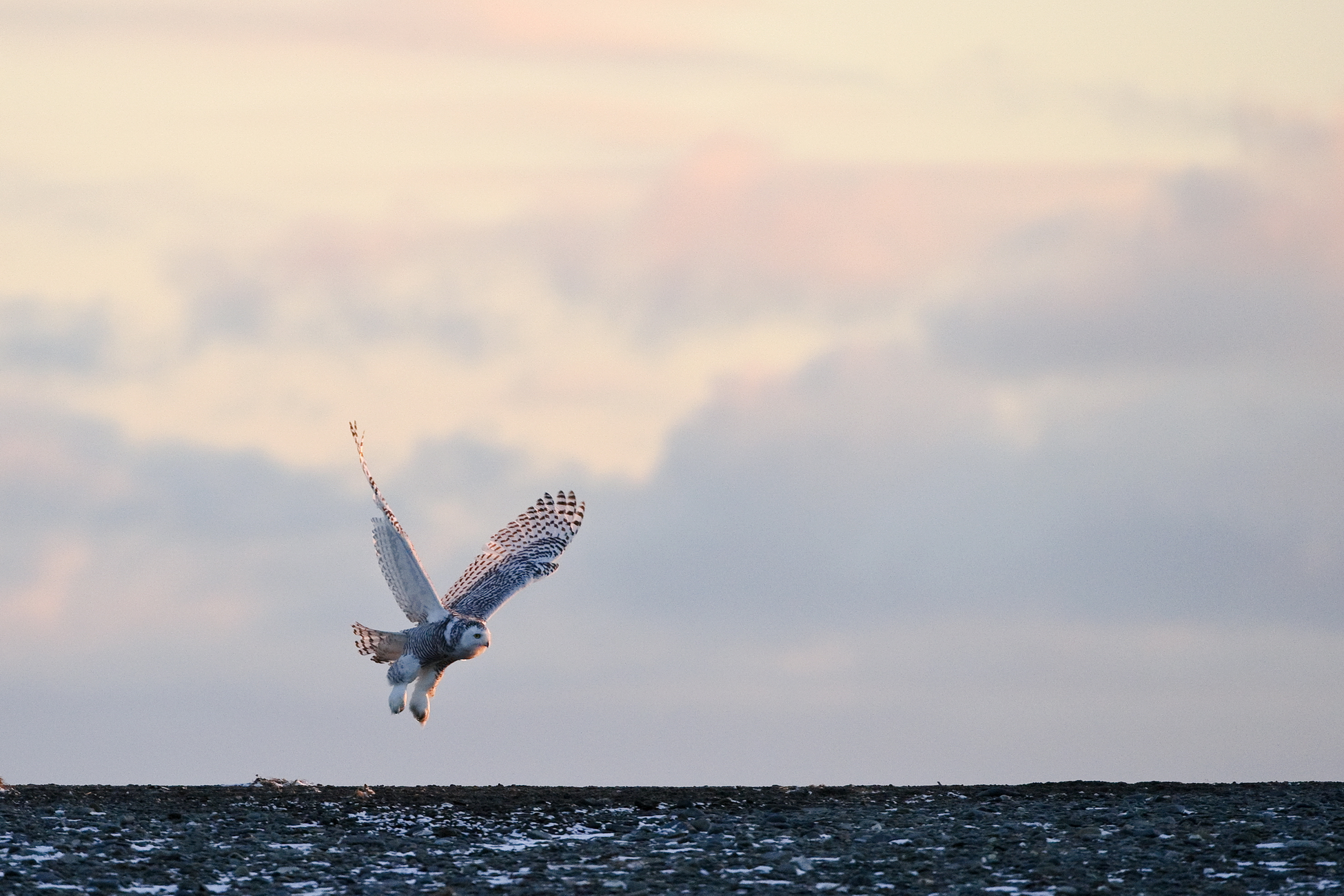 Съемкам дикой природы обучат в Поморье