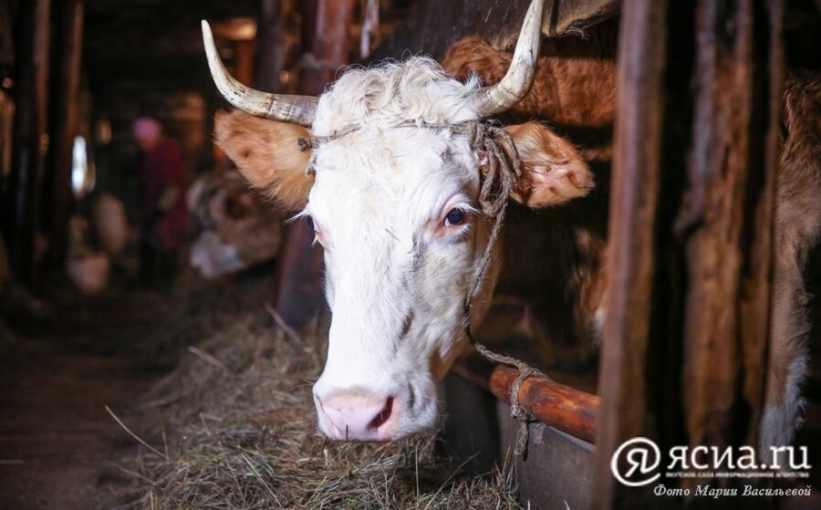 В Якутии прибавилось специалистов по искусственному осеменению коров 