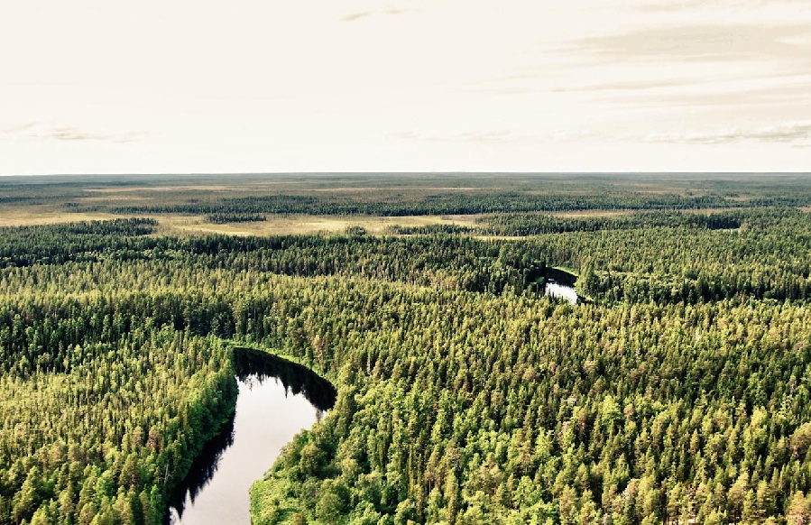 Леса Архангельской области вдоль нерестовых рек защитили от вырубки