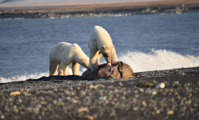 Морские млекопитающие у берегов Северной Земли