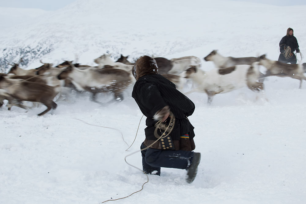 На Ямале оленеводам в этом году выдадут бесплатные ветеринарные наборы