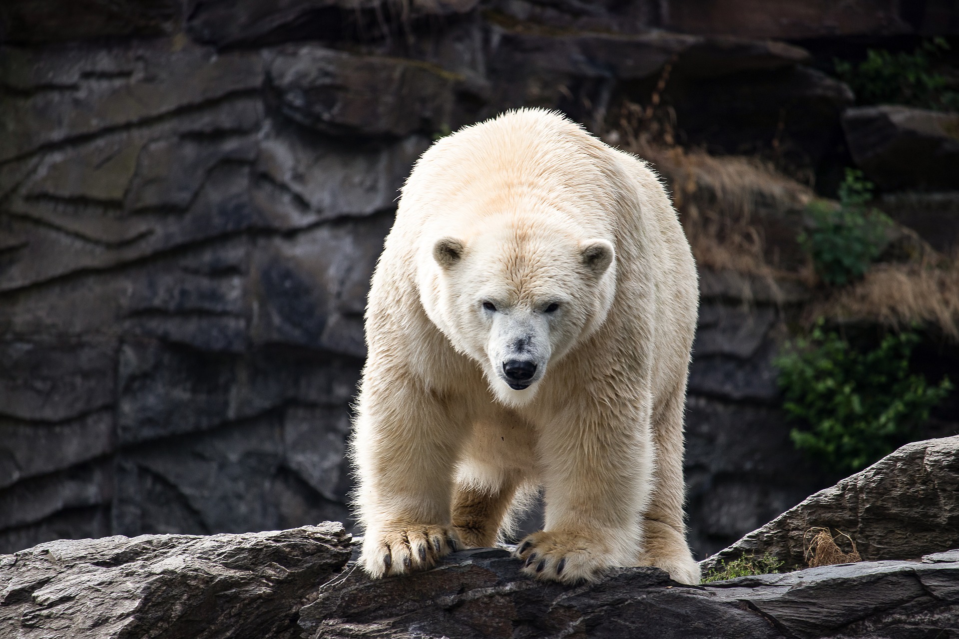 Белые медведи стали чаще охотиться на суше
