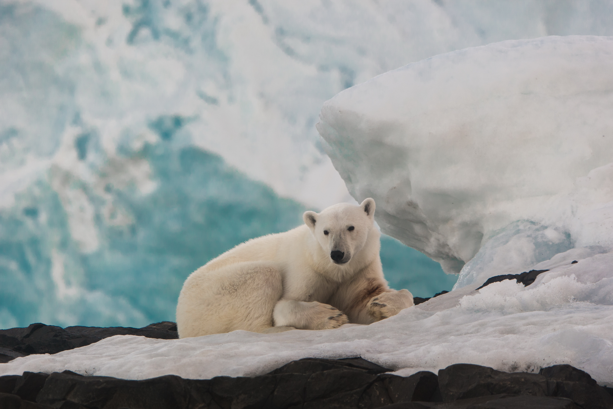 Арктика сегодня: новый член АЭС, план развития и мамонтовый форум