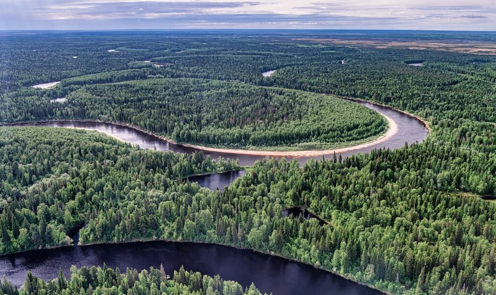 Более 1,5 тысяч гектаров леса высадят на Ямале
