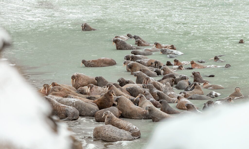 Ученые исследовали уникальное лежбище моржей на Ямале