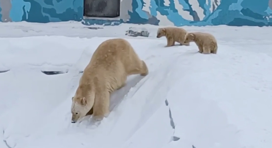 Новости из жизни белых медведей: появление на публике медвежат в якутском зоопарке и прогулка хищника по чукотскому селу