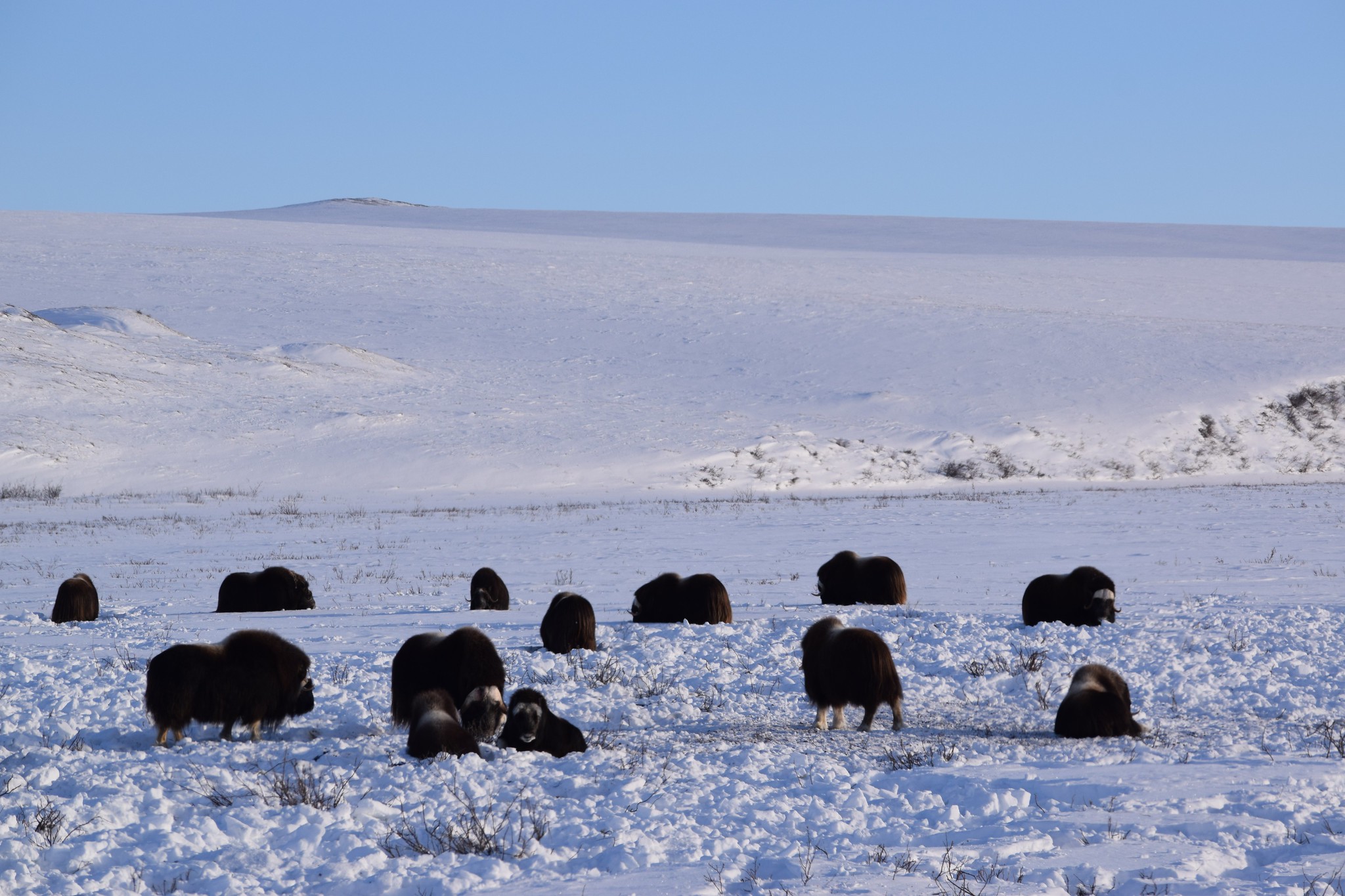Овцебыки на Аляске впервые вышли в прямой эфир