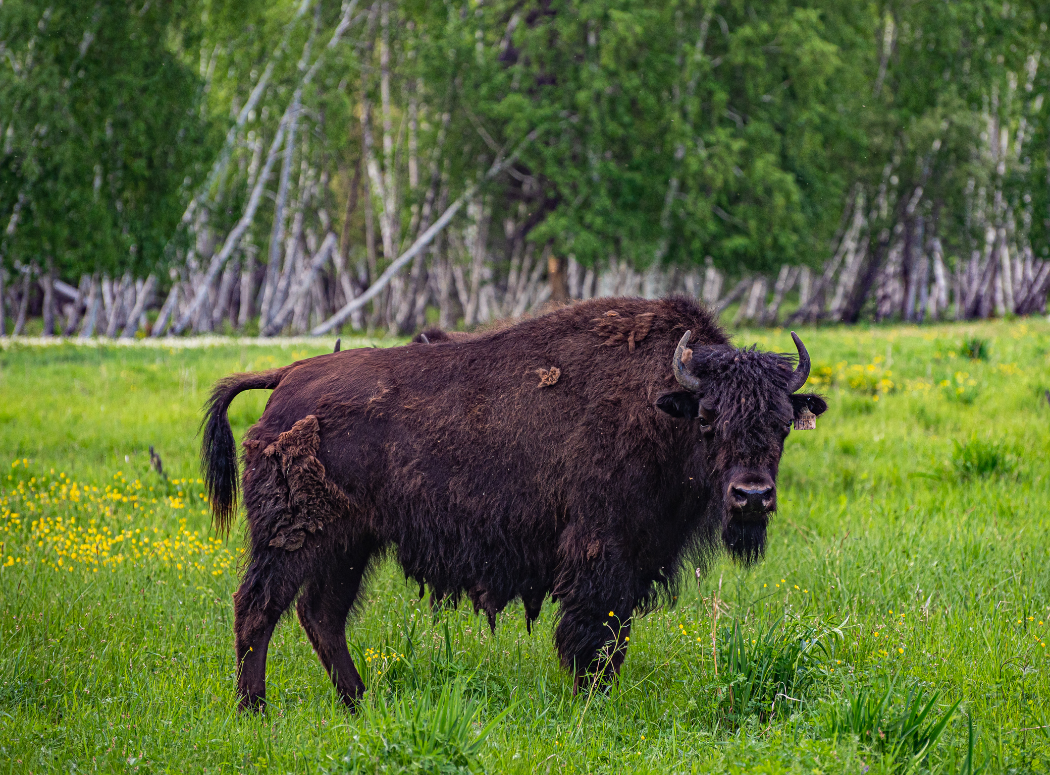 В Якутии насчитали 310 лесных бизонов