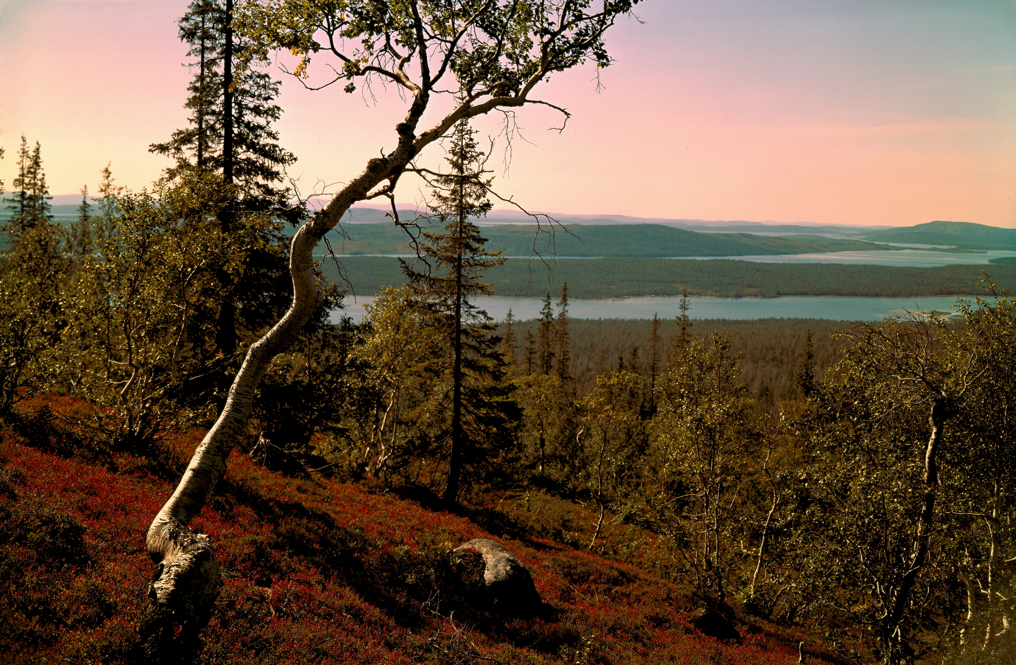 В Арктической зоне России пересчитали площади лесов