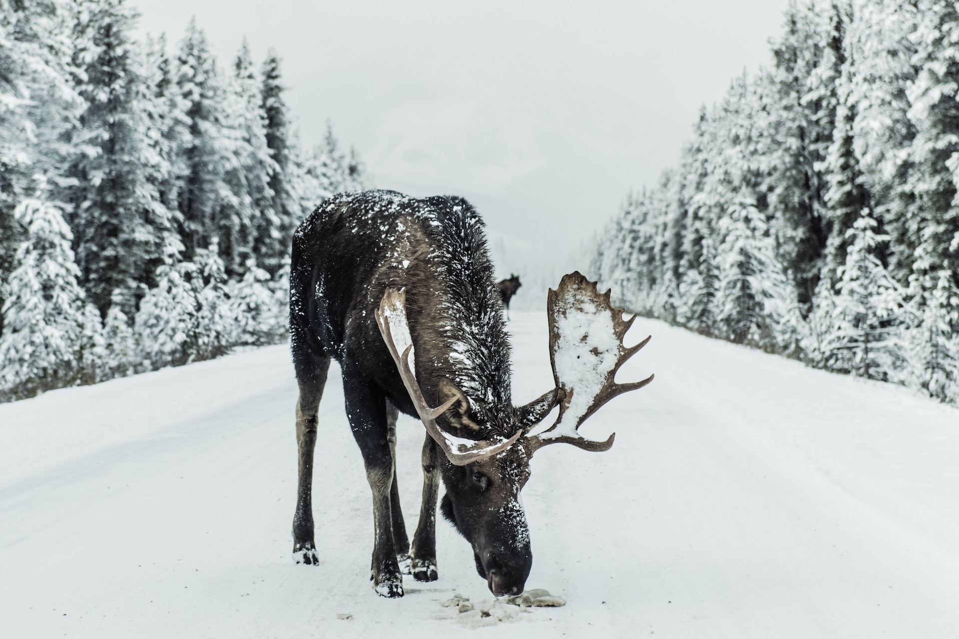 Снег стал причиной частых дорожных происшествий с лосями в Северной Америке