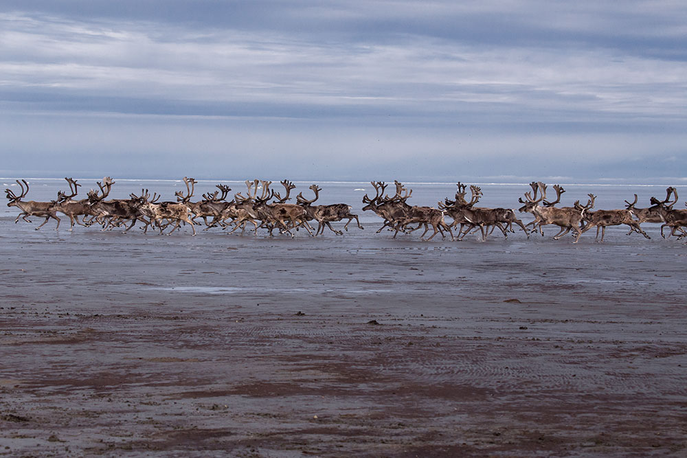 Арктика сегодня: Россия предлагает позаботиться о биологической безопасности высоких широт