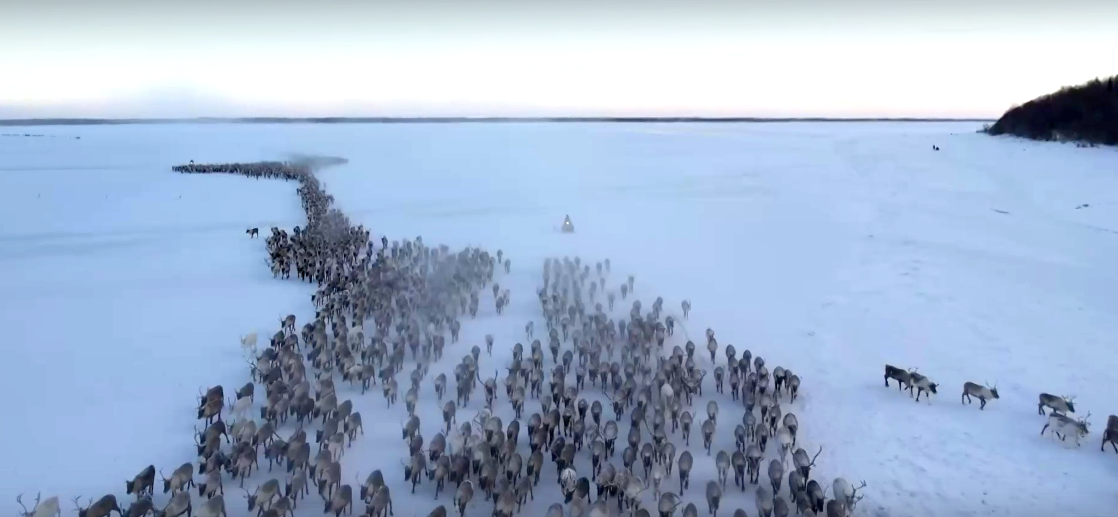 Ямальские оленеводы начали массовый перегон животных на зимние пастбища