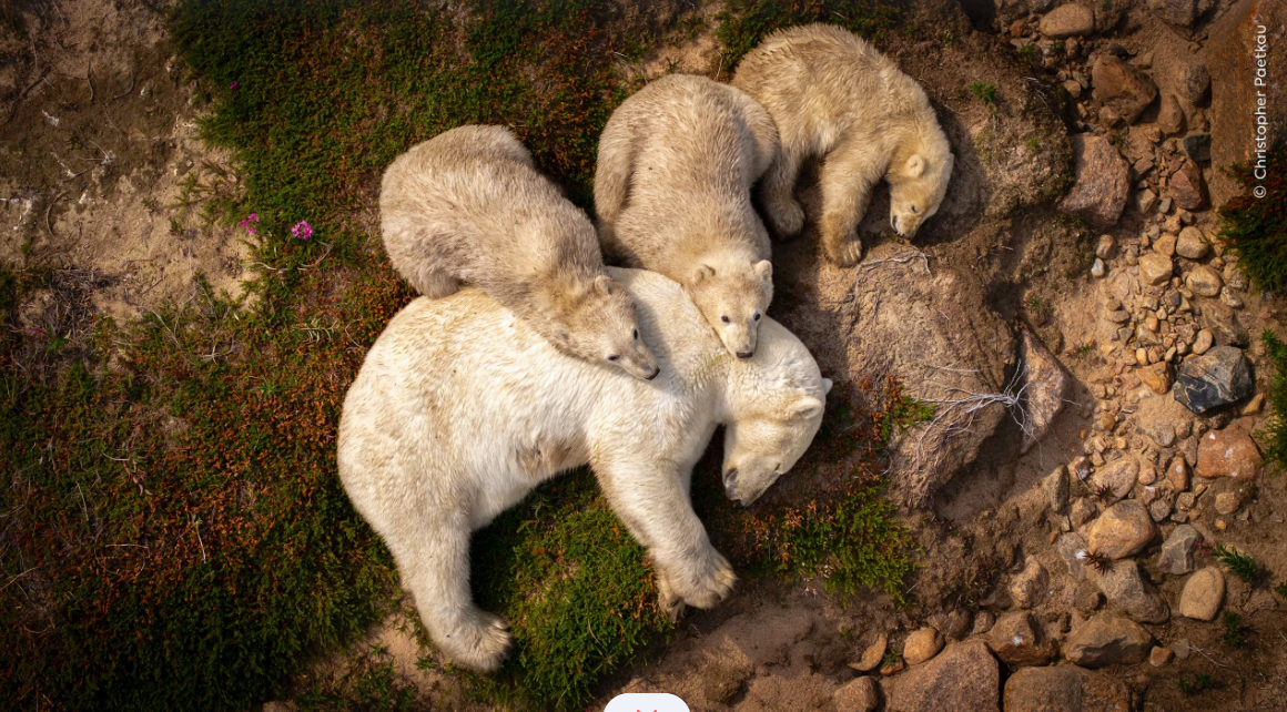 Конкурс Wildlife Photographer of the Year лондонского Музея естественной истории предлагает поучаствовать в народном голосовании
