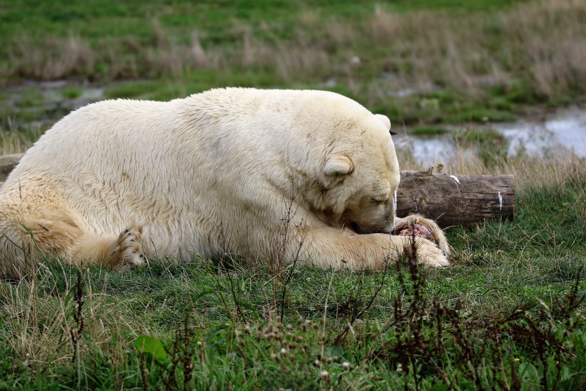 Для белых медведей в зоопарках изготовили специальные игрушки