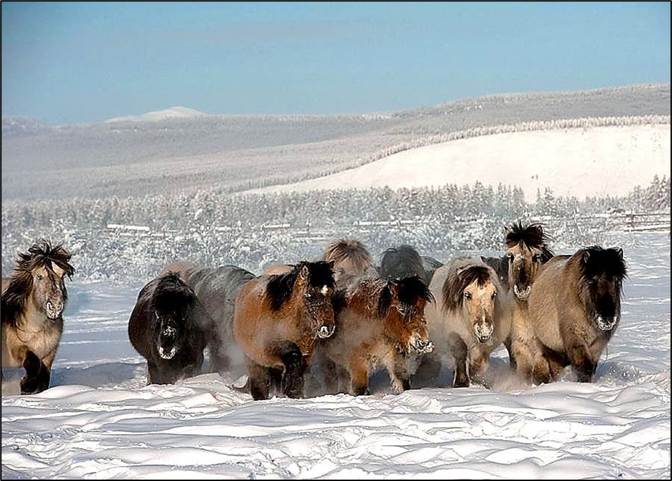 Лошади народов севера: якутская и ламутская