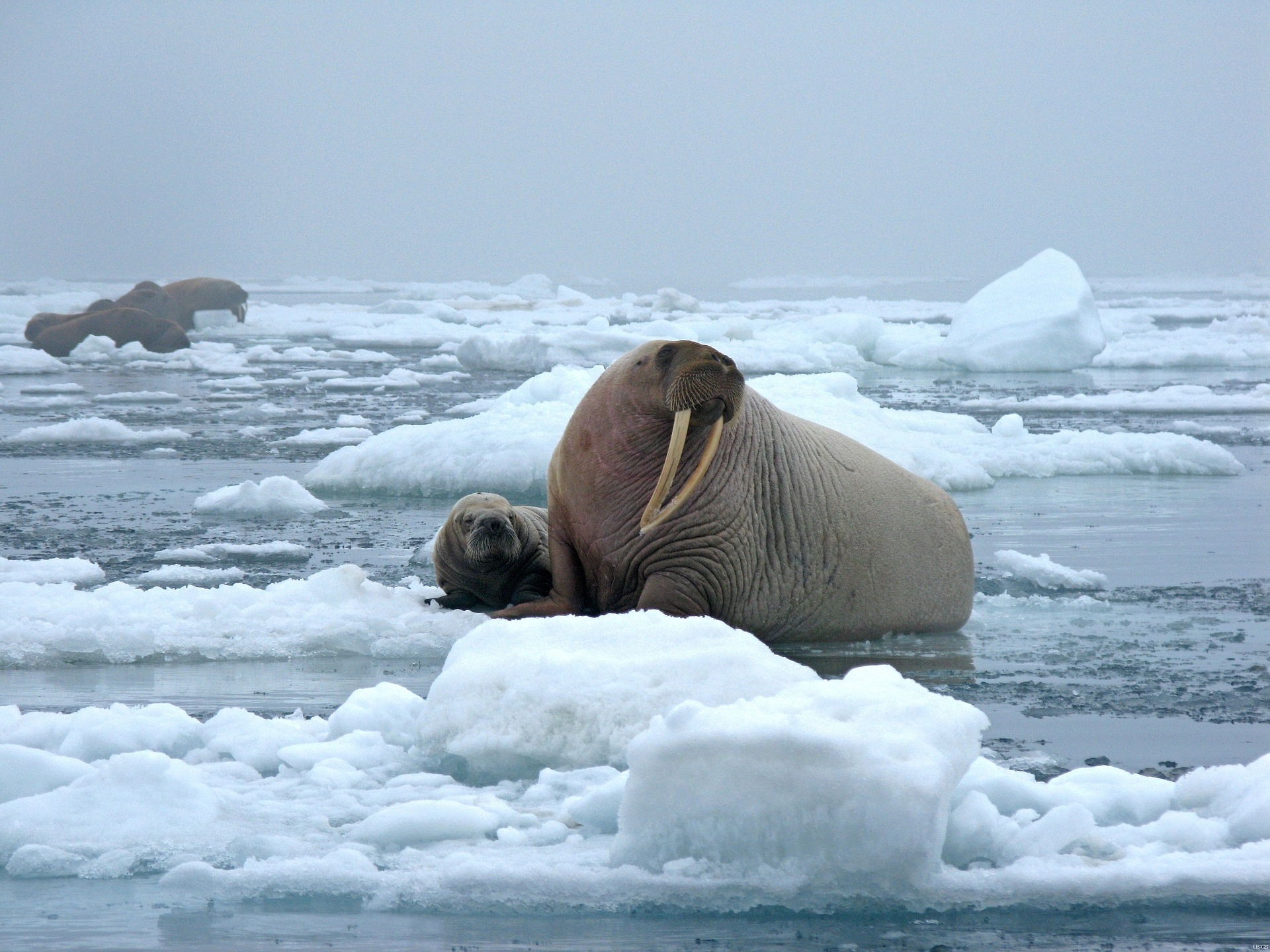 Ученые в 2018 году изучат животных Арктики
