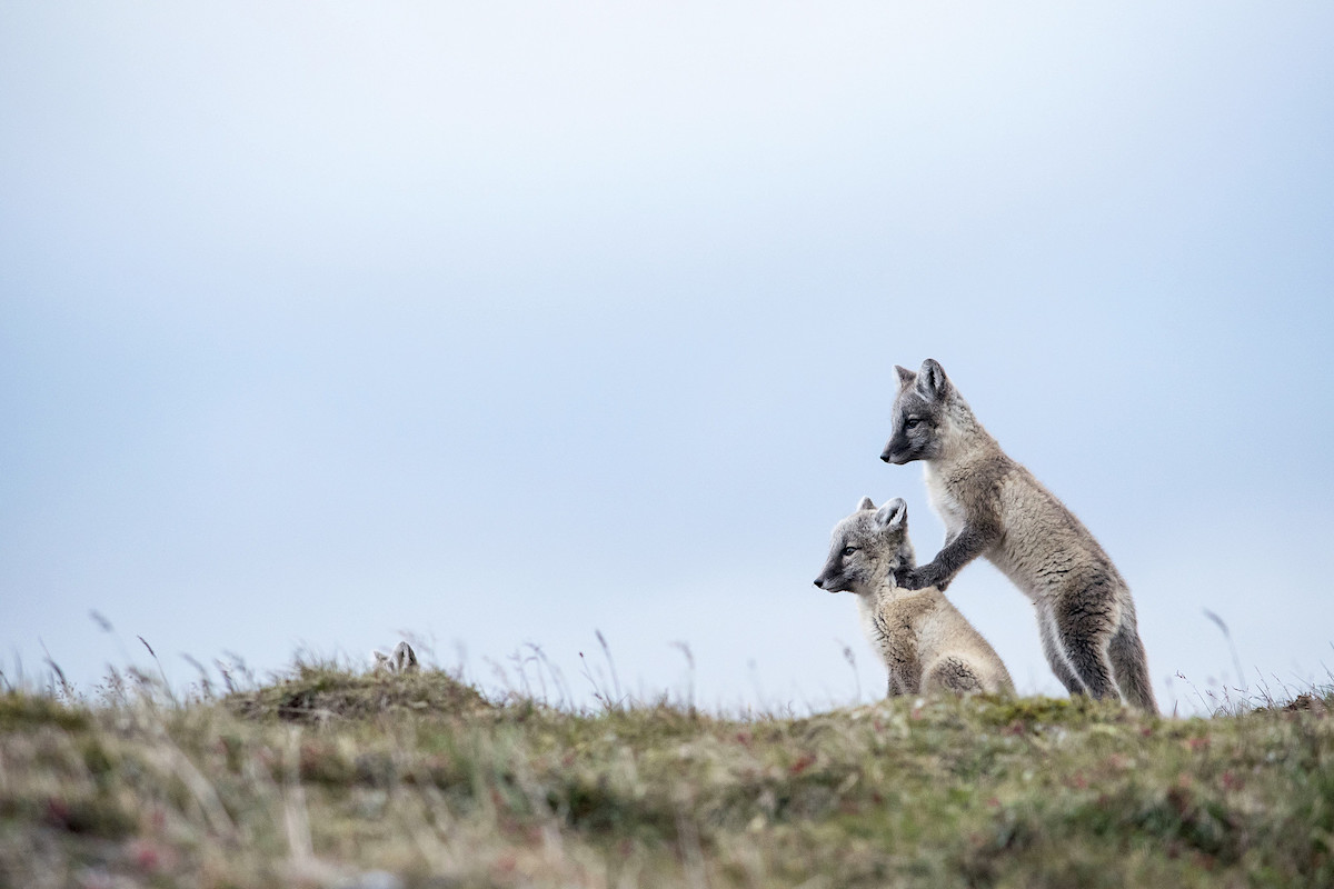 В День экологического образования «Газпром добыча Ямбург» представил фотоальбом «Заповедный Ямал. Тайны края земли» – с сюрпризом