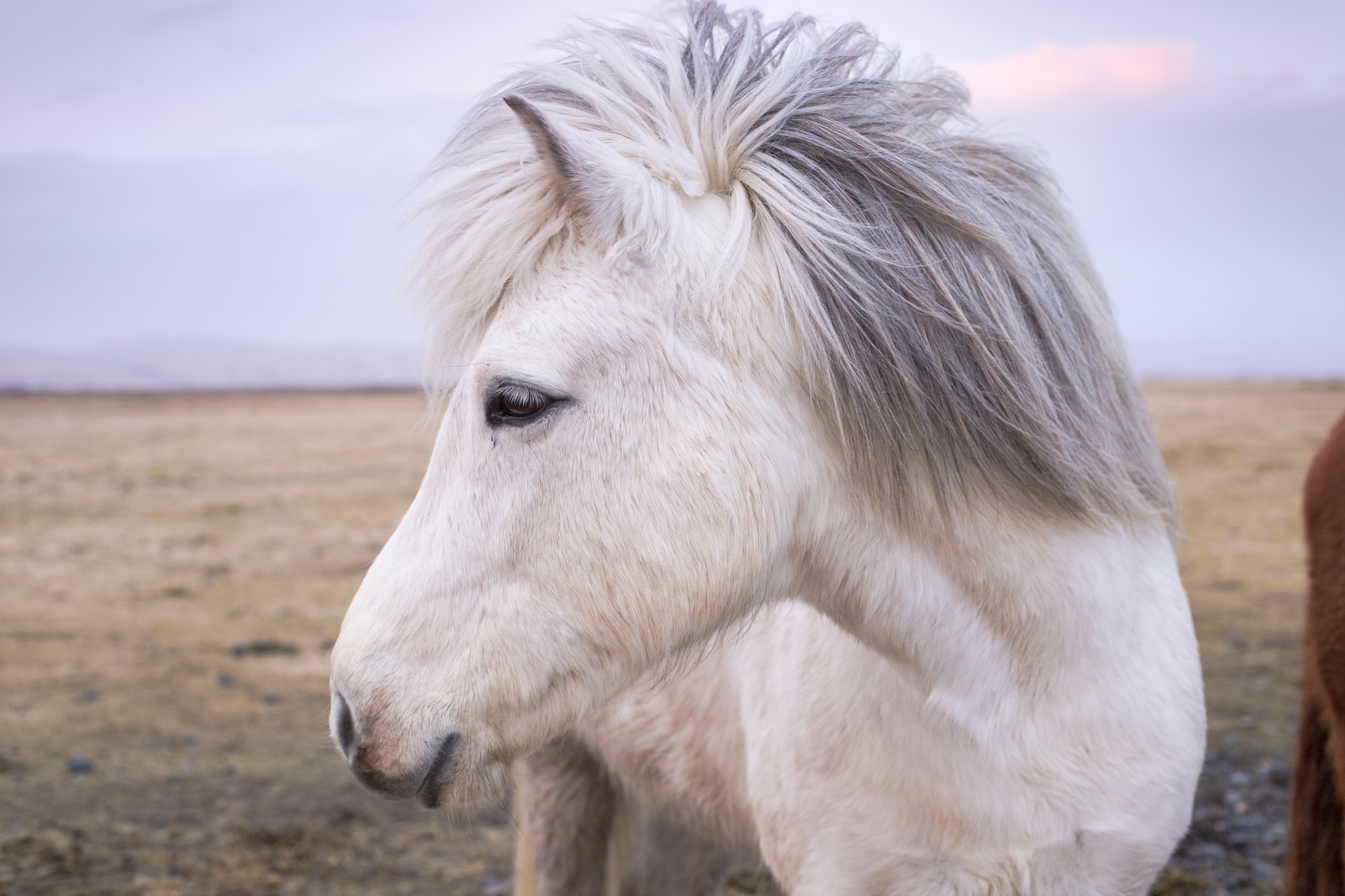 Исландия экспортировала 3341 породистую лошадь